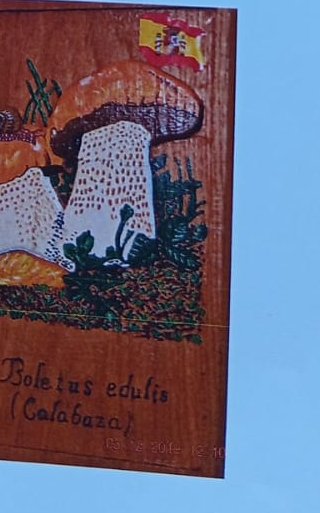 Boletus edulis